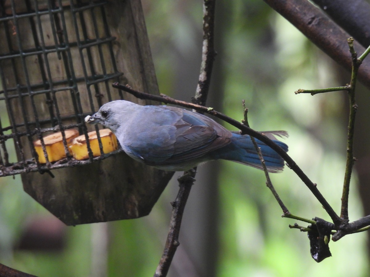 Blue-gray Tanager - ML621082061