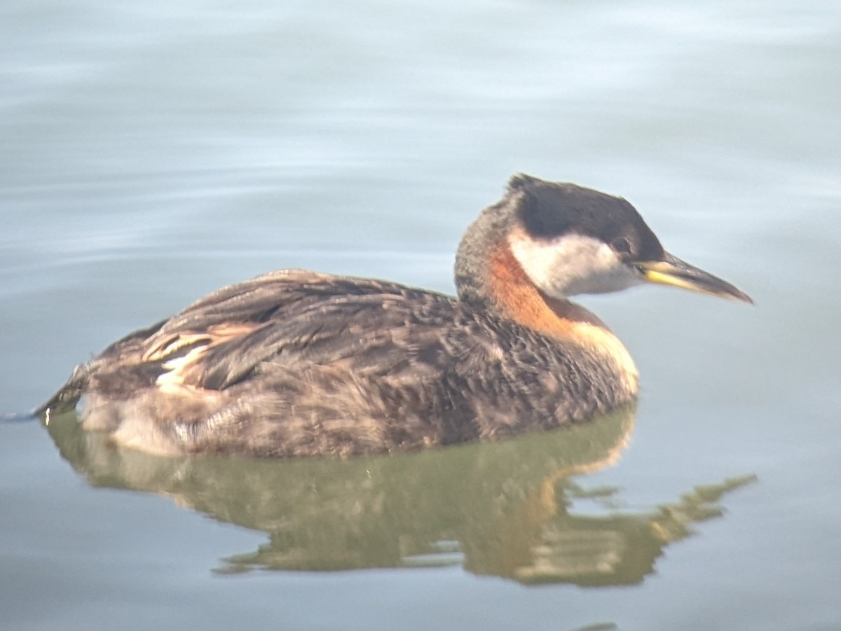 Red-necked Grebe - ML621082064
