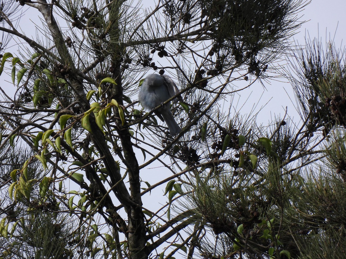 Blue-gray Tanager - ML621082067