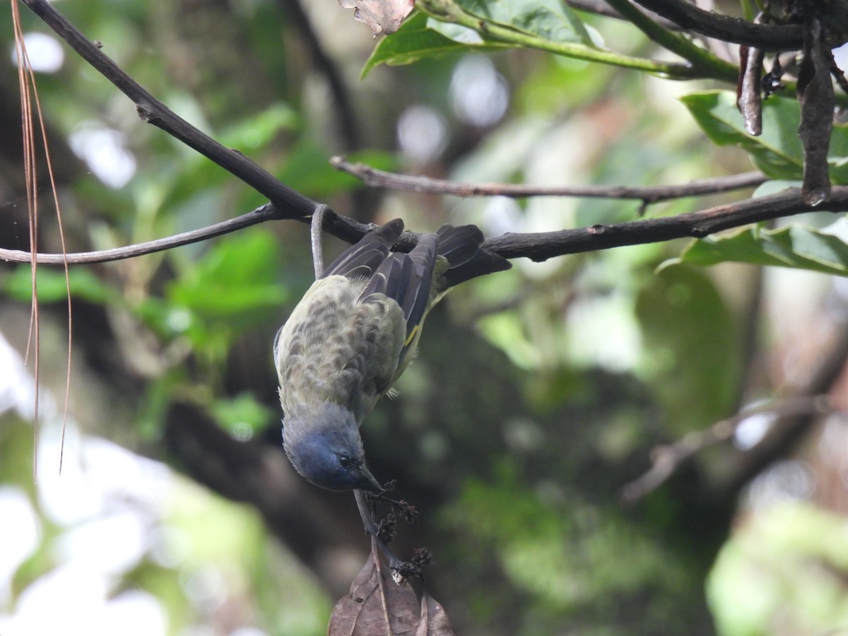 Yellow-winged Tanager - ML621082076