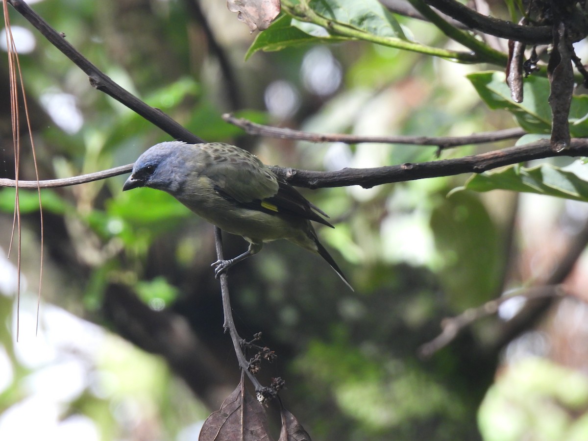 Yellow-winged Tanager - ML621082077