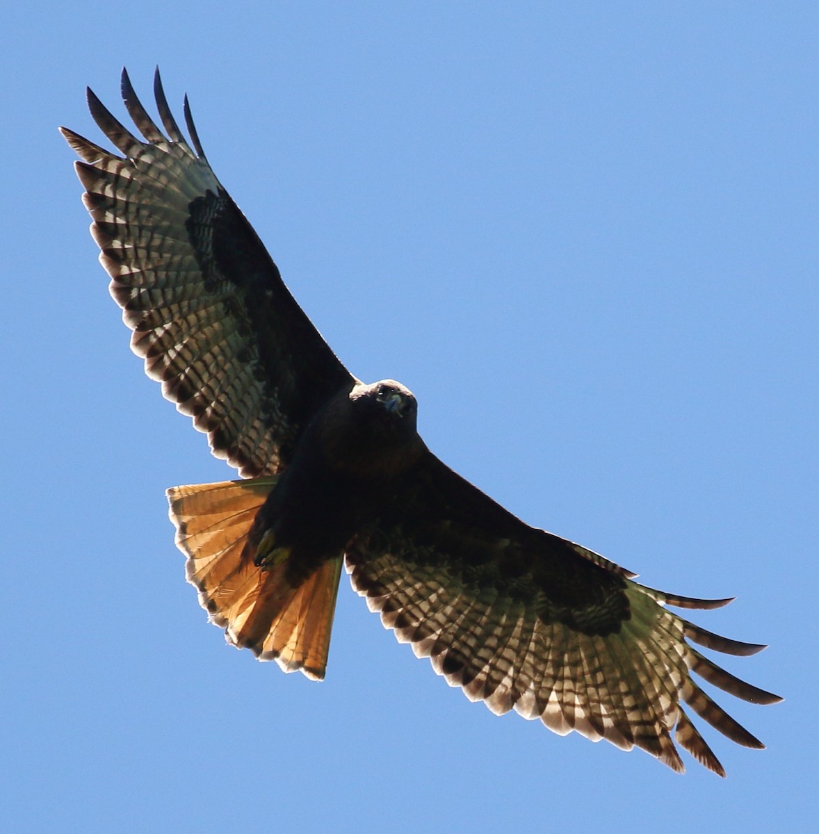 Red-tailed Hawk - ML621082081