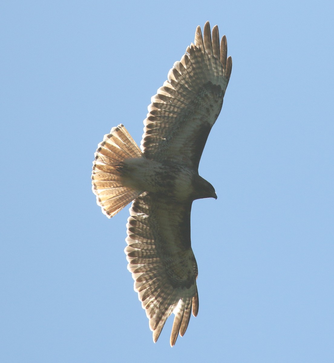 Red-tailed Hawk - ML621082082