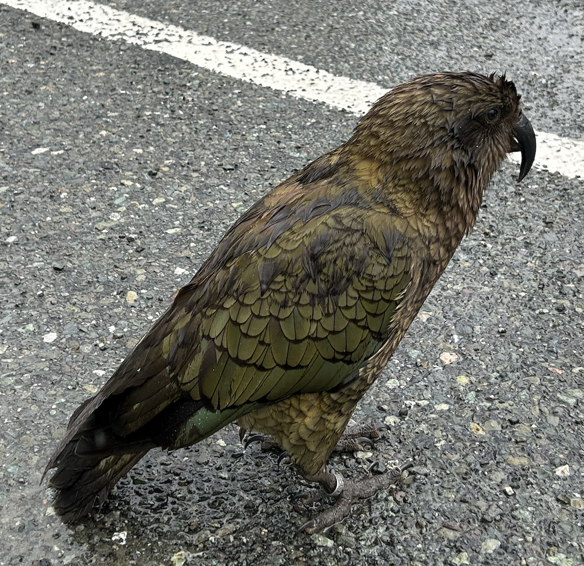 Kea - ML621082141