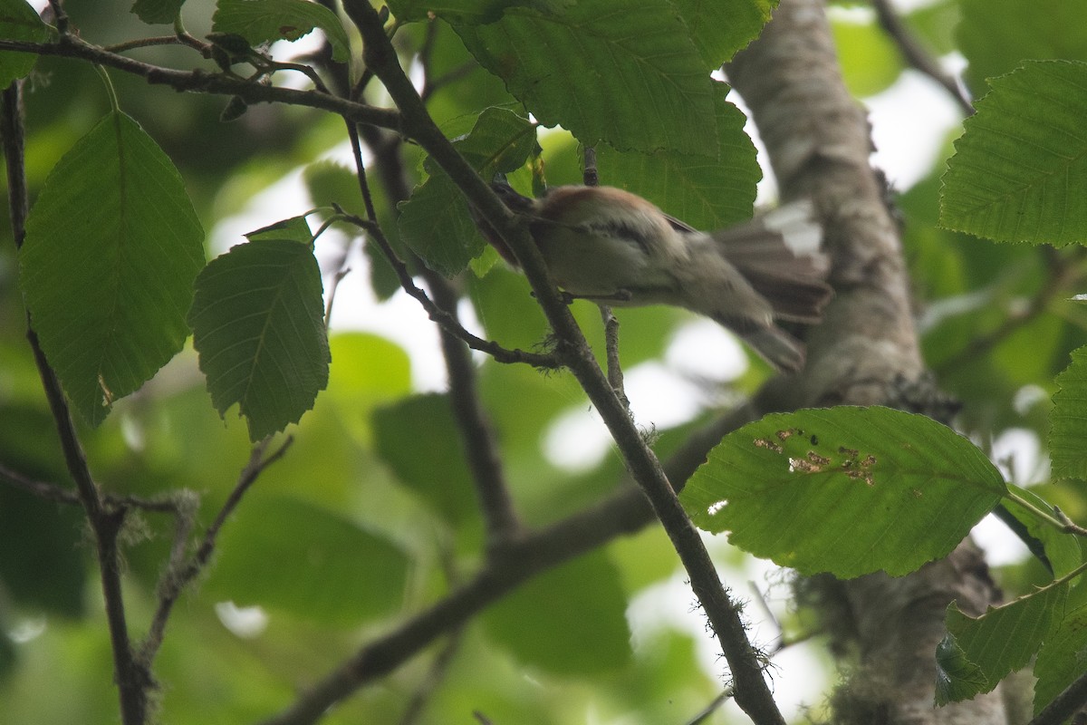 Bay-breasted Warbler - ML621082309