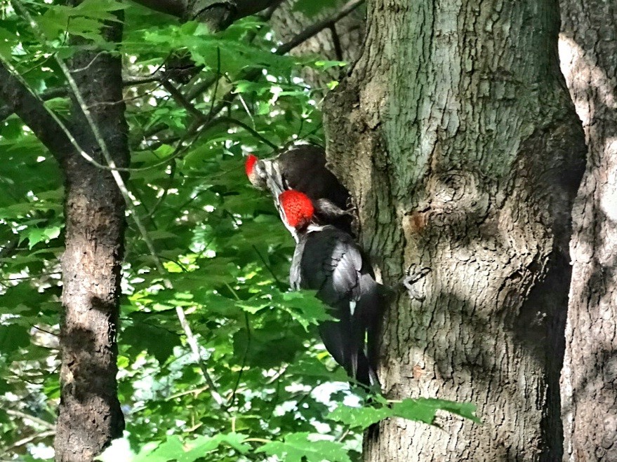 Pileated Woodpecker - ML621082378