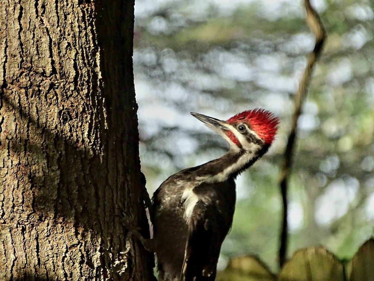 Pileated Woodpecker - ML621082379