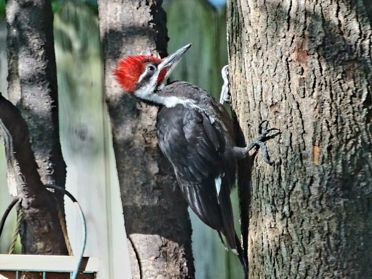 Pileated Woodpecker - ML621082380