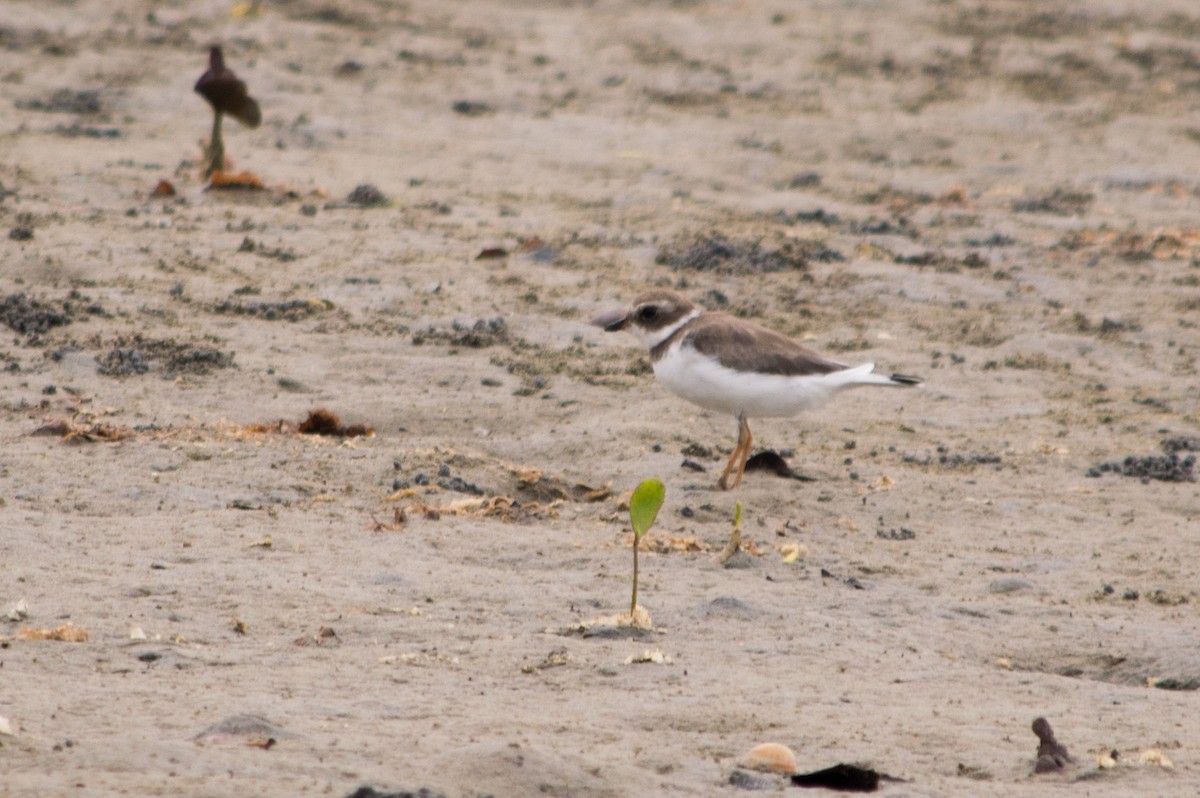 Semipalmated Plover - ML621082401