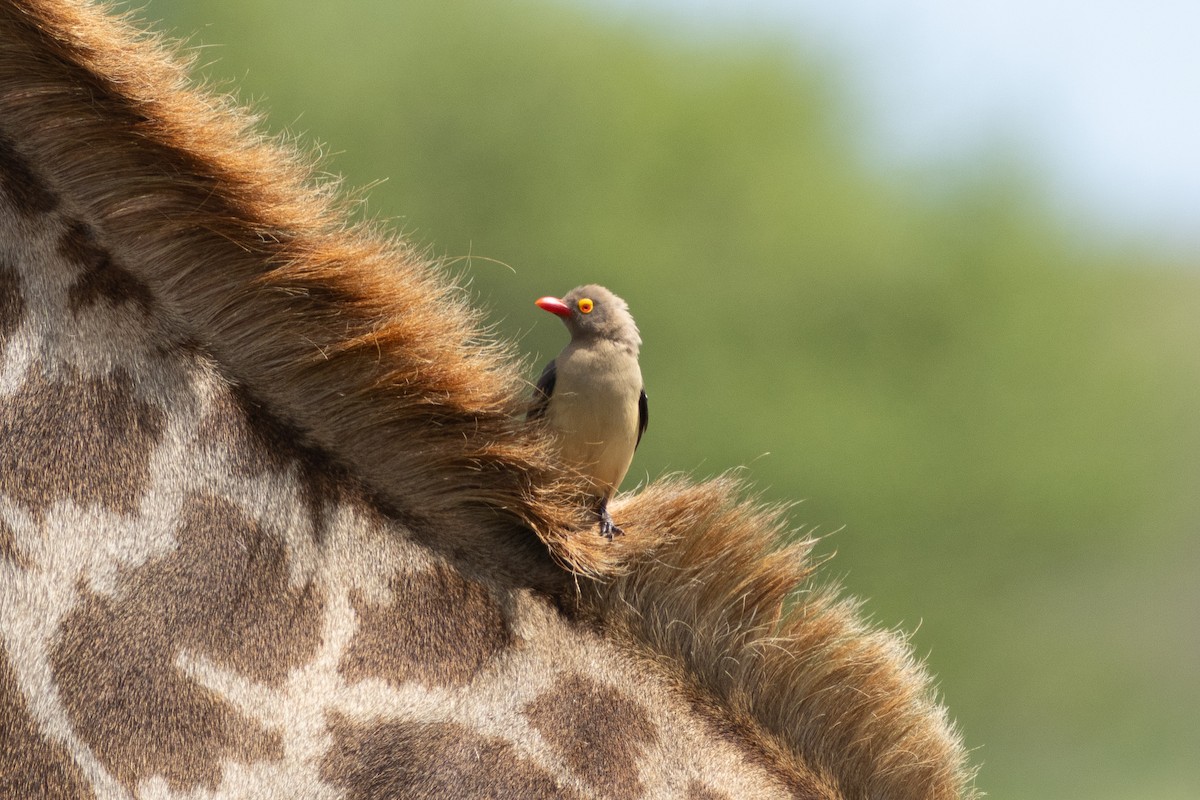 Red-billed Oxpecker - ML621082436