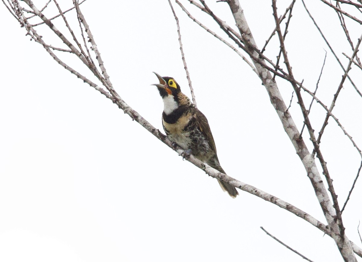 Ornate Melidectes - Sue Flecker