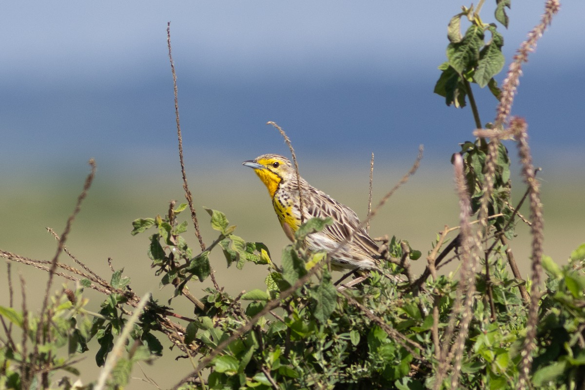 Pangani Longclaw - ML621082468