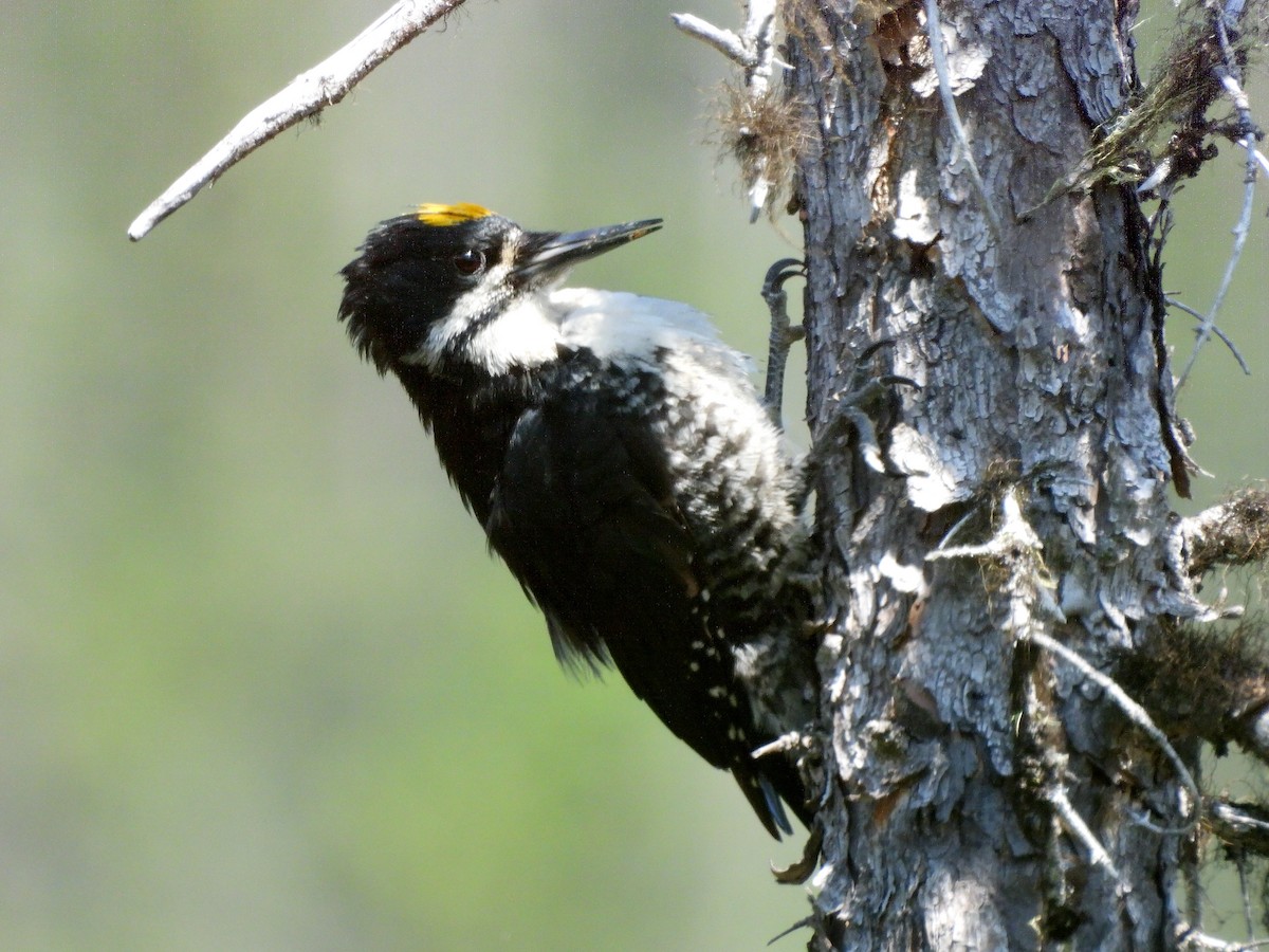 Black-backed Woodpecker - ML621082489