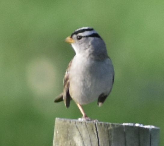 White-crowned Sparrow - ML621082499