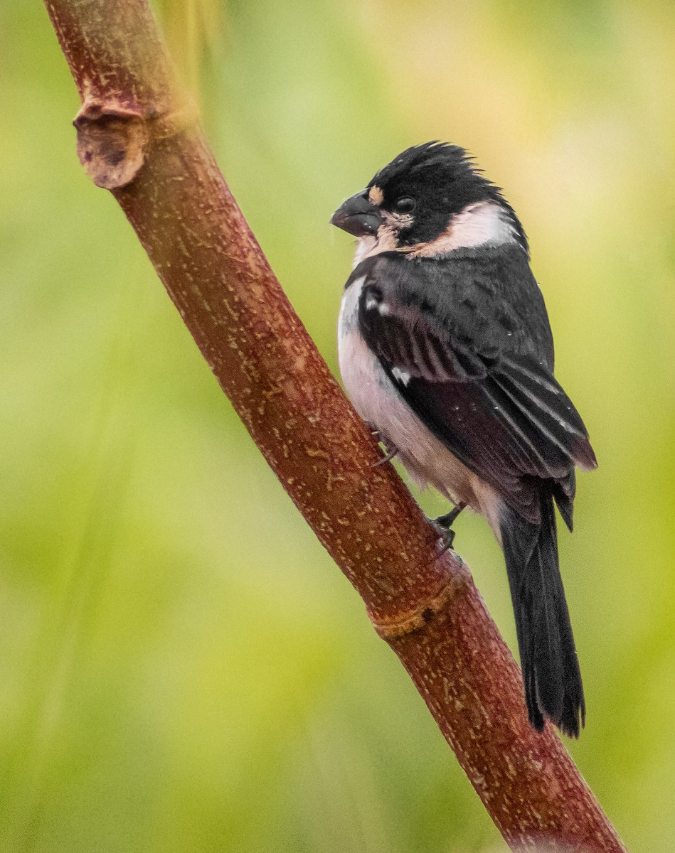 Rusty-collared Seedeater - ML621082505
