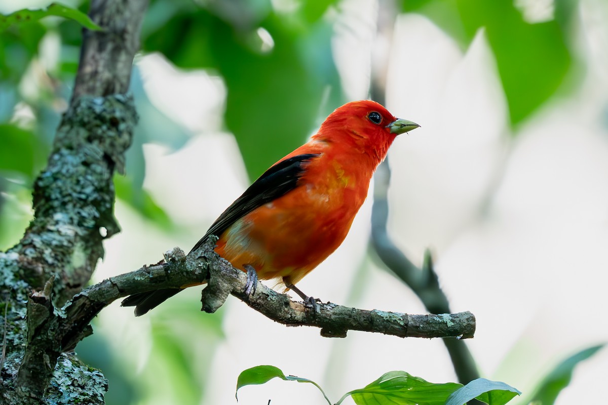 Scarlet Tanager - ML621082529