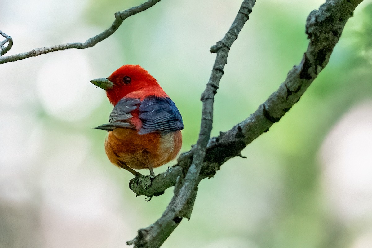 Scarlet Tanager - ML621082530