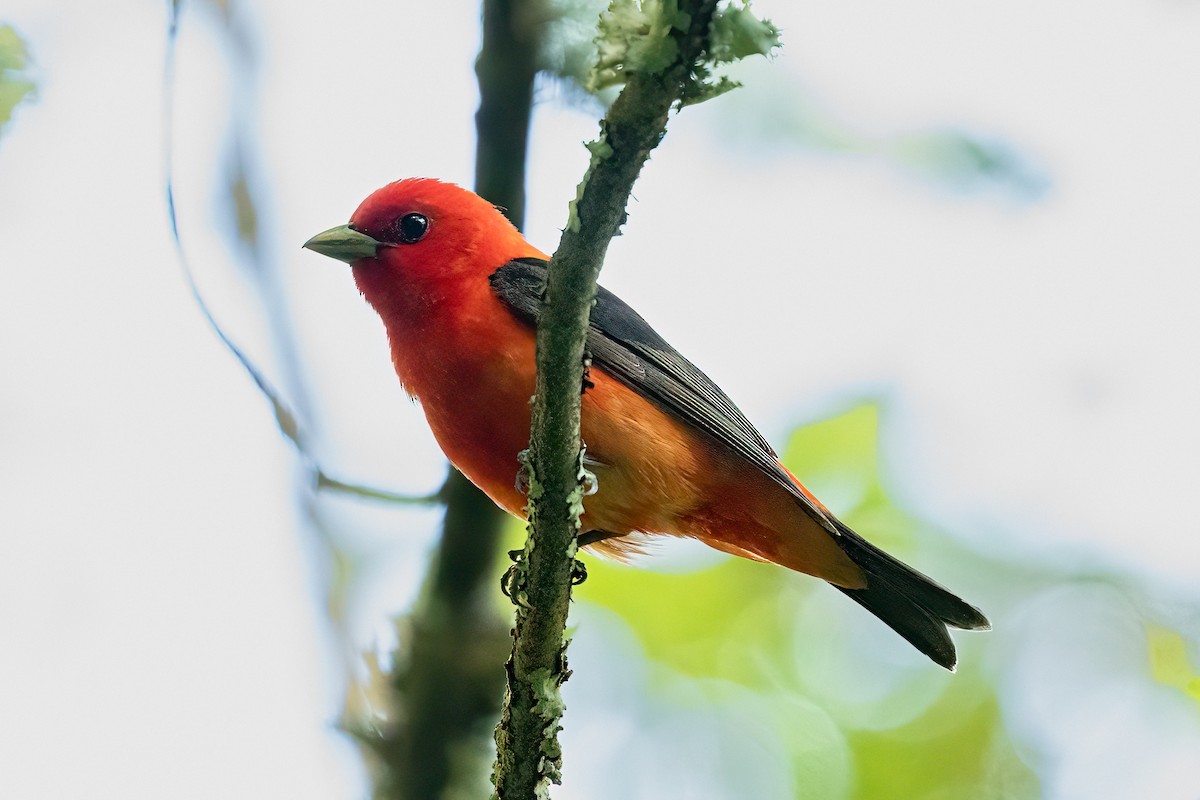 Scarlet Tanager - ML621082531