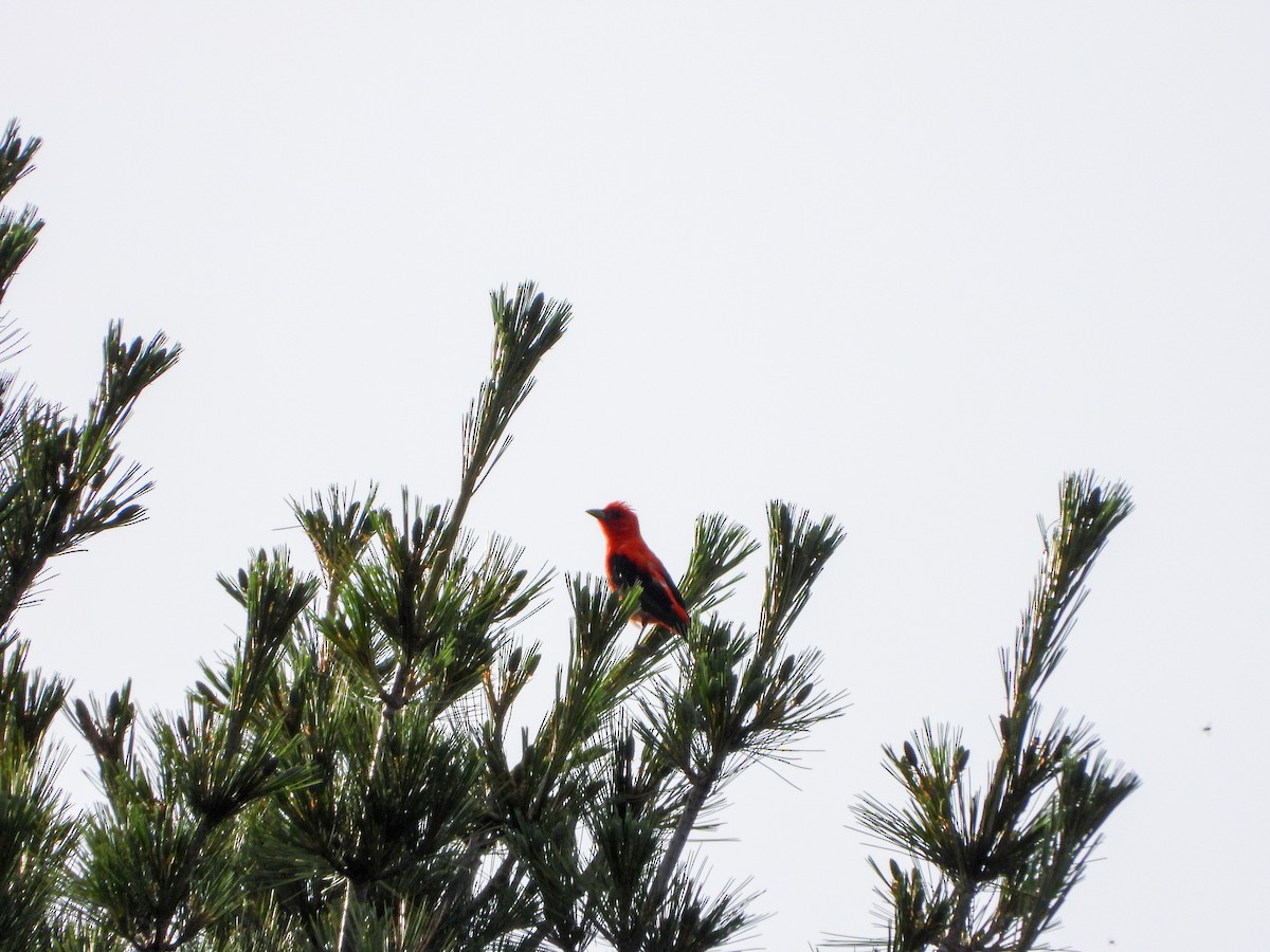 Scarlet Tanager - ML621082541