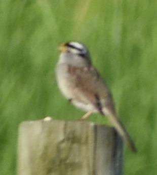 White-crowned Sparrow - ML621082553