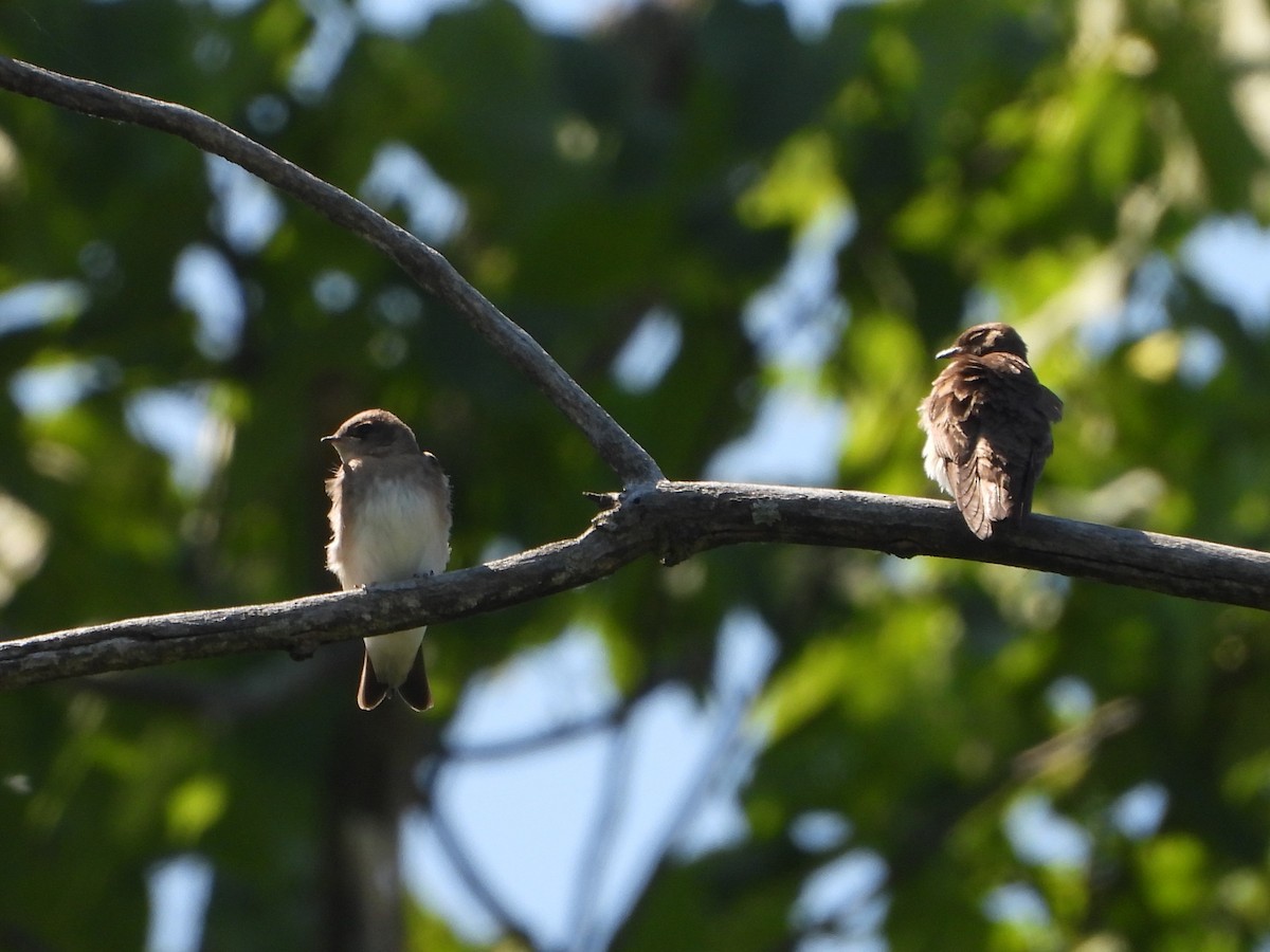 Northern Rough-winged Swallow - ML621082577