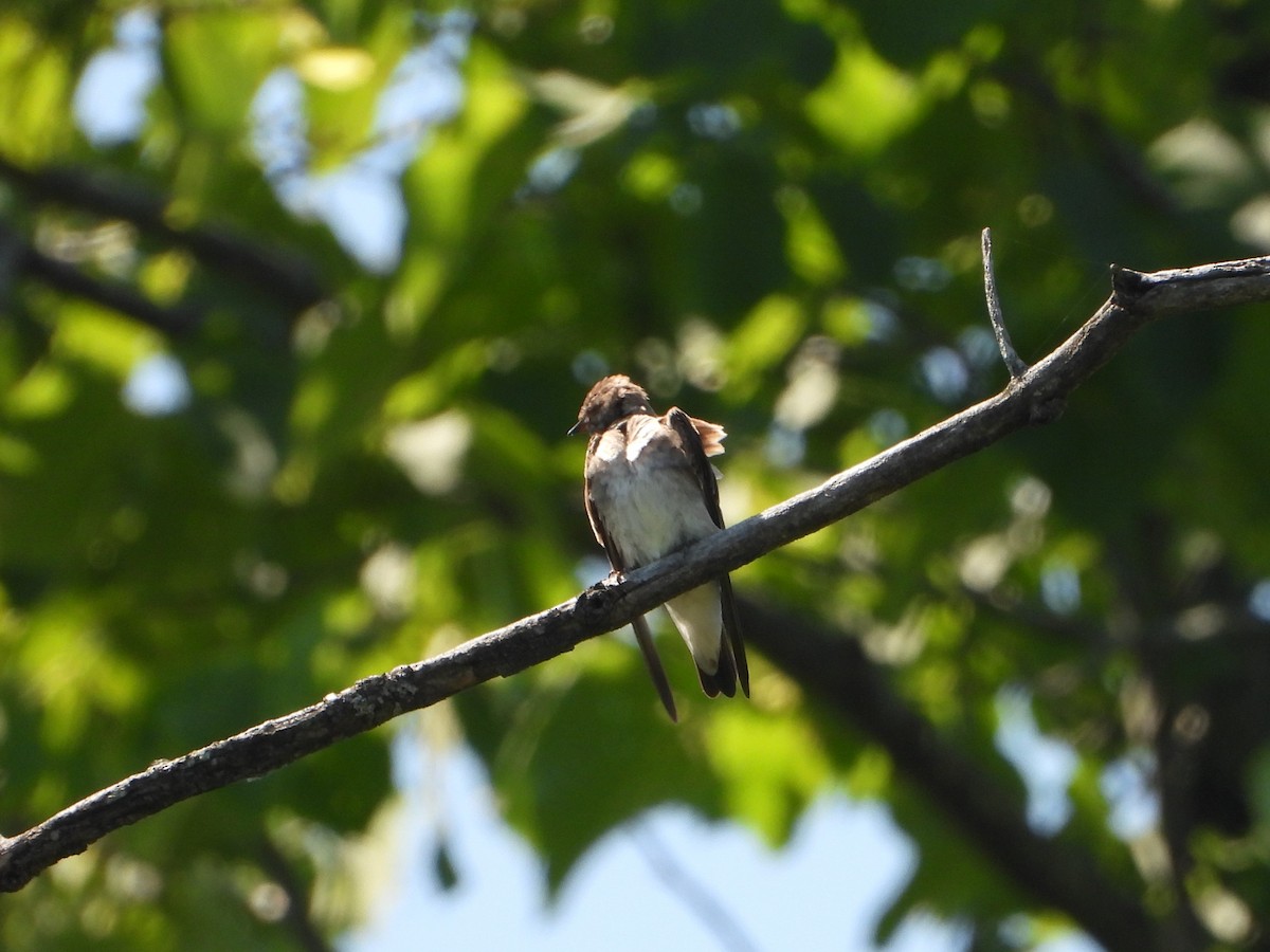 Northern Rough-winged Swallow - ML621082578