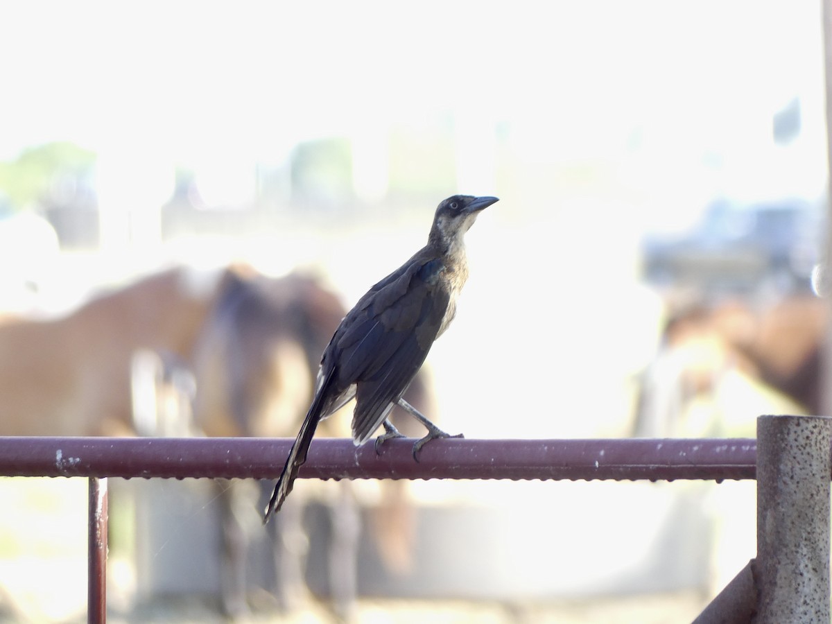 Great-tailed Grackle - ML621082595