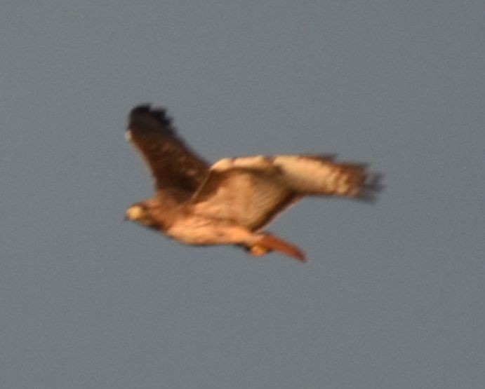 Red-tailed Hawk - ML621082615