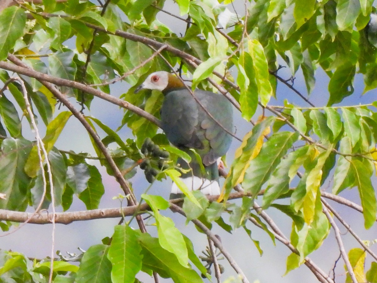 White-bellied Imperial-Pigeon - ML621082617