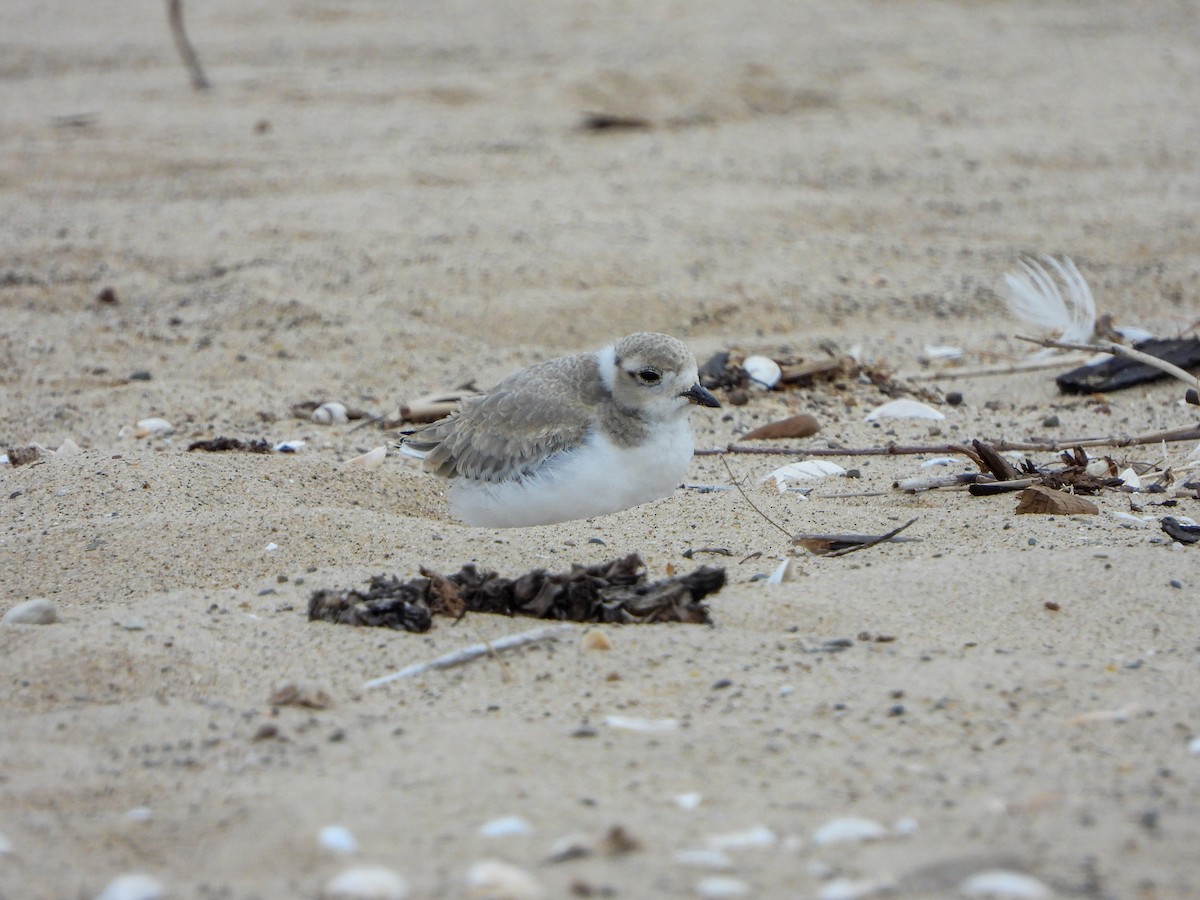 Piping Plover - ML621082628