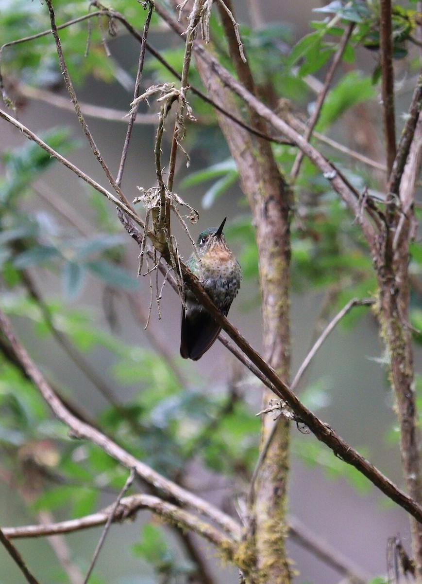 kolibřík dřišťálový - ML621082629