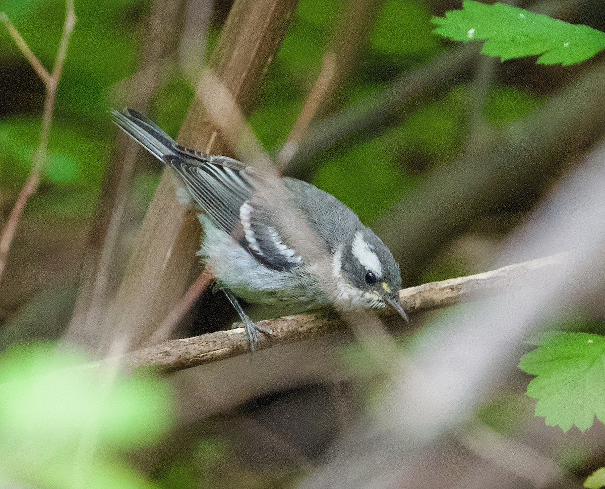 Black-throated Gray Warbler - ML621082645