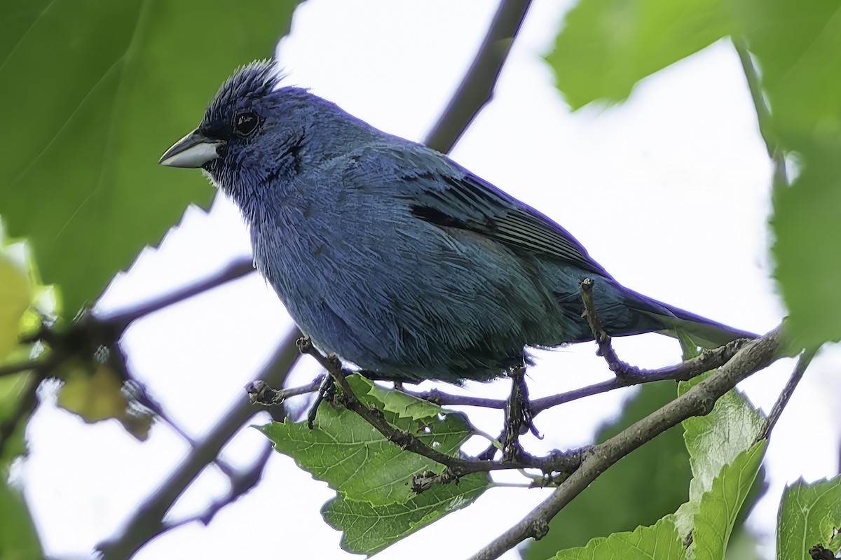 Passerin indigo - ML621082655