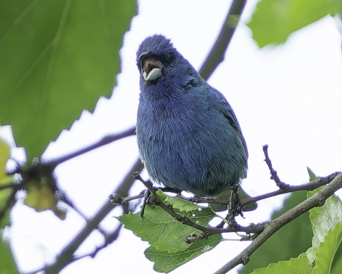 Passerin indigo - ML621082656