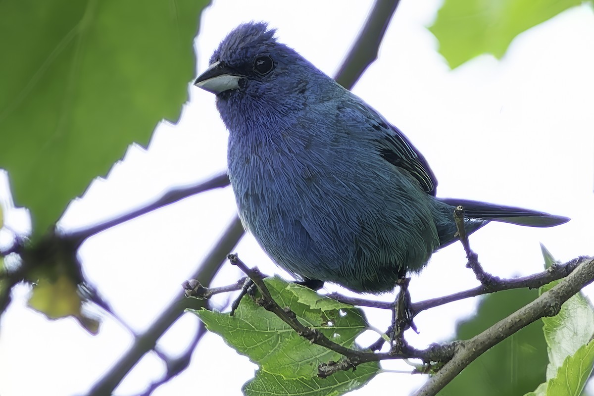 Passerin indigo - ML621082658