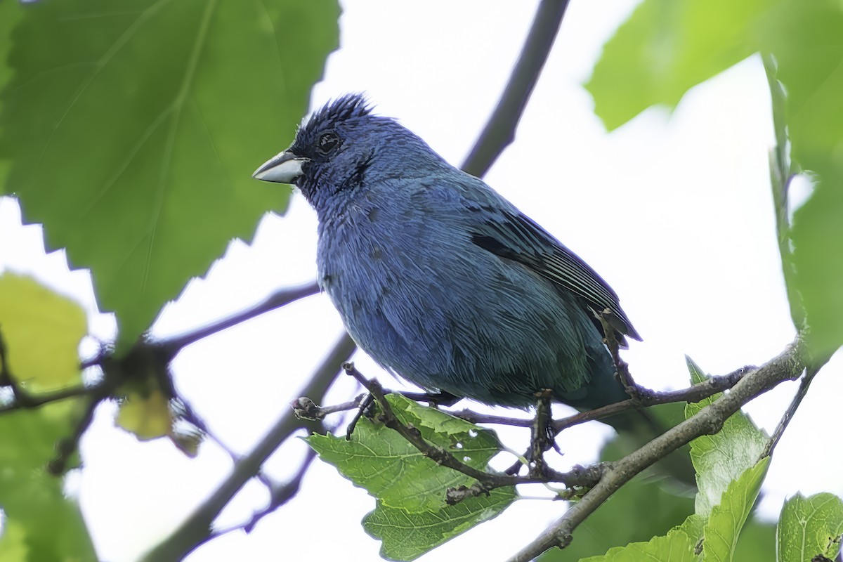 Indigo Bunting - ML621082659