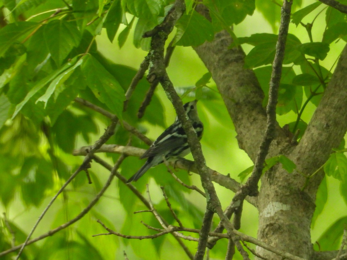 Black-and-white Warbler - ML621082664