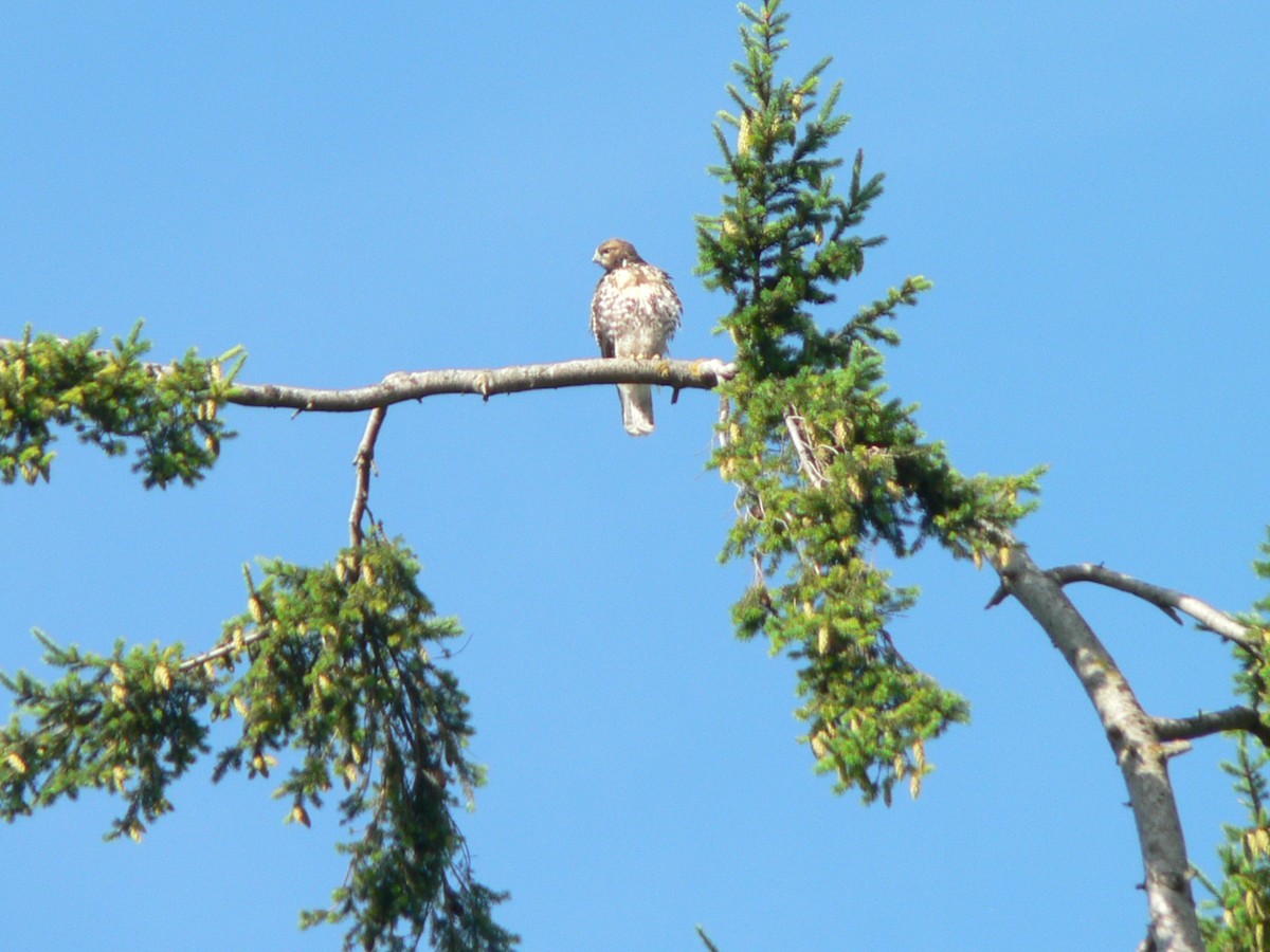 Red-tailed Hawk - ML621082667
