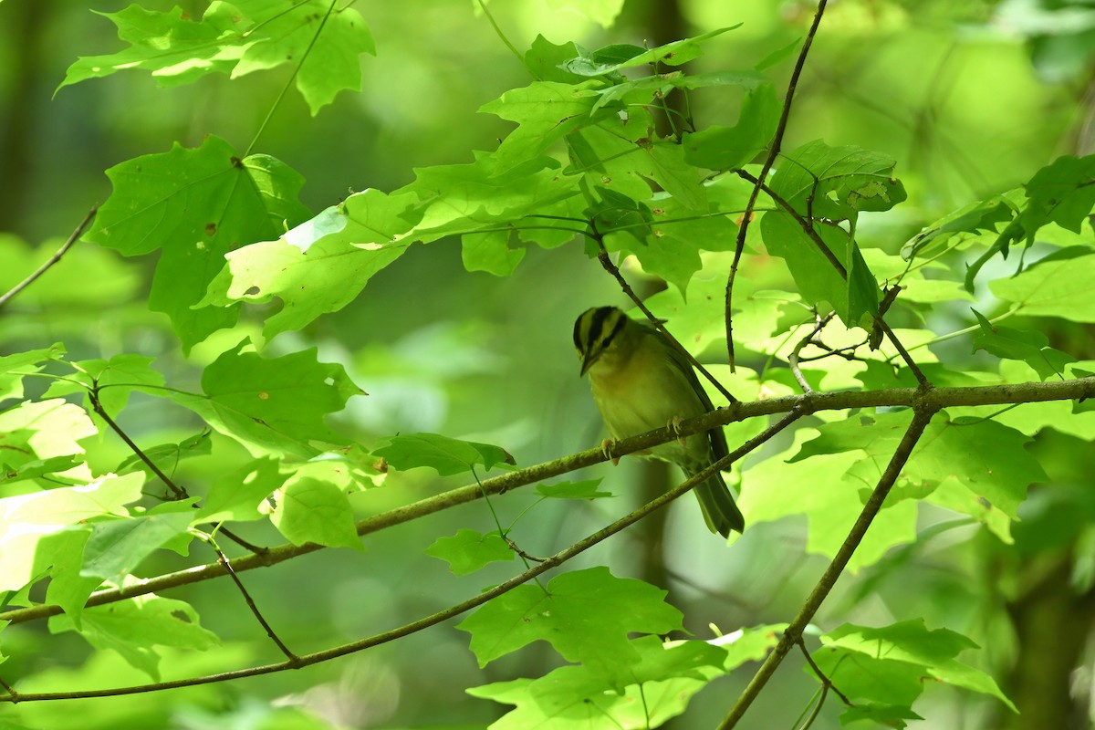 Worm-eating Warbler - ML621082685