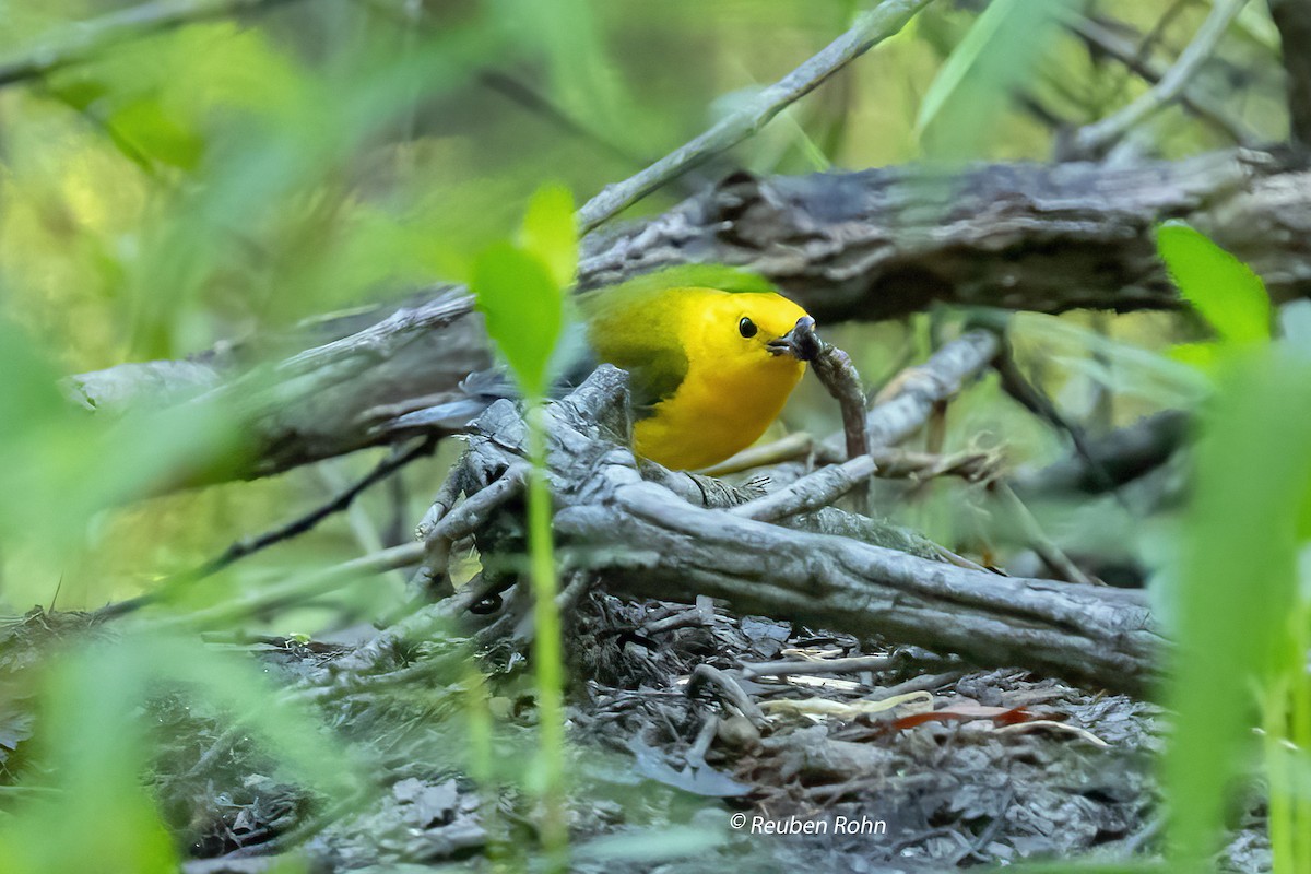 Prothonotary Warbler - ML621082722