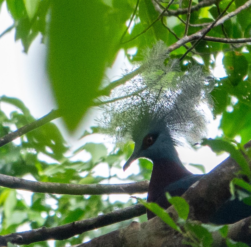 Sclater's Crowned-Pigeon - ML621082725