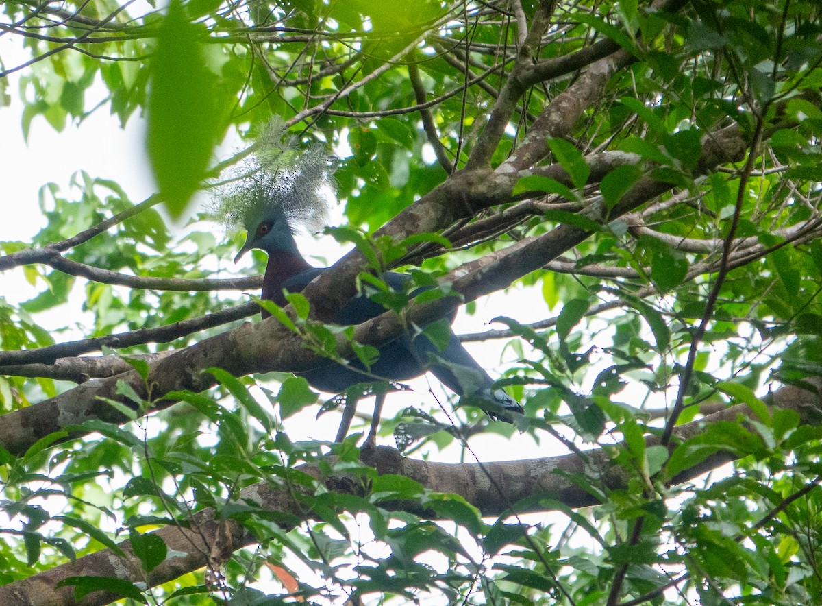 Sclater's Crowned-Pigeon - ML621082727