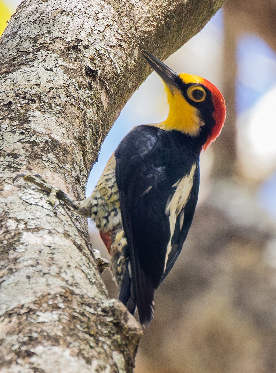 Yellow-fronted Woodpecker - ML621082750