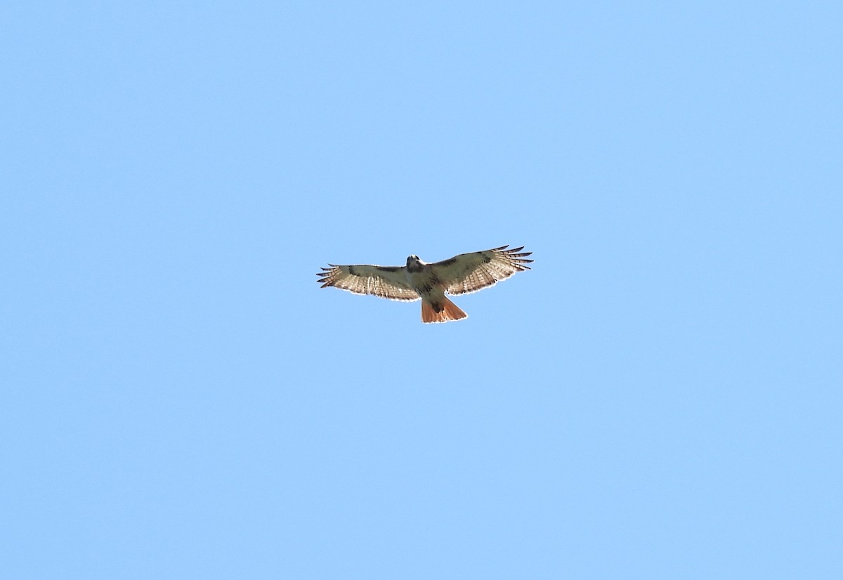 Red-tailed Hawk - ML621082765