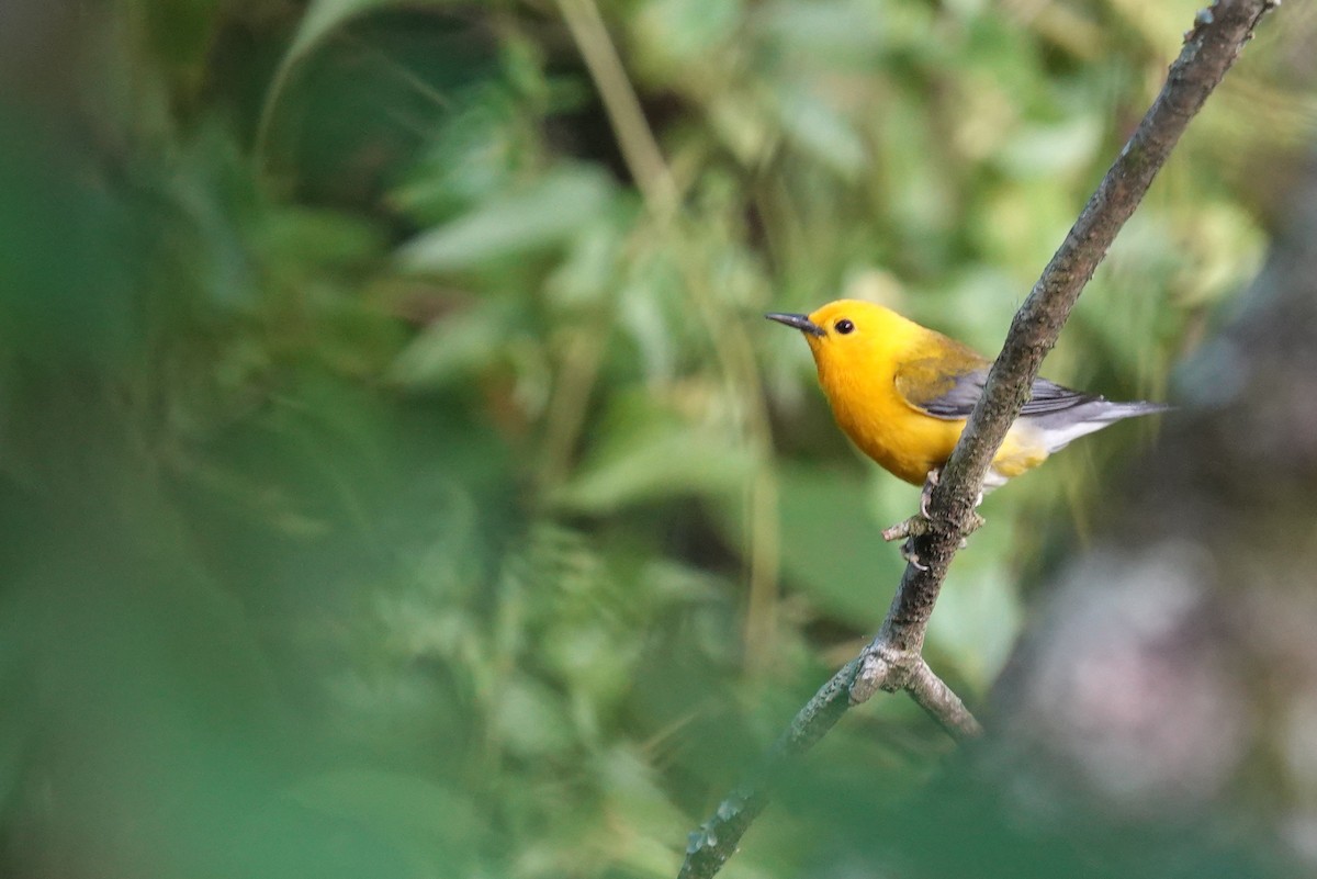 Prothonotary Warbler - ML621082779