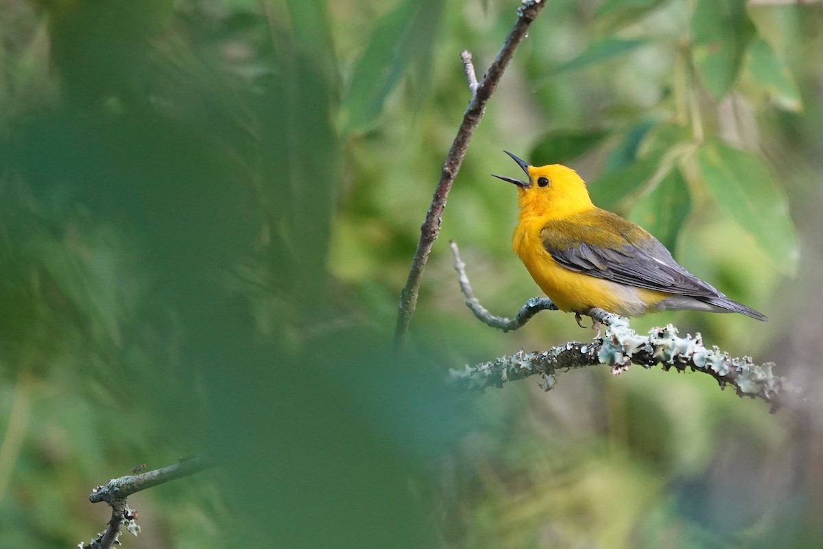 Prothonotary Warbler - ML621082780