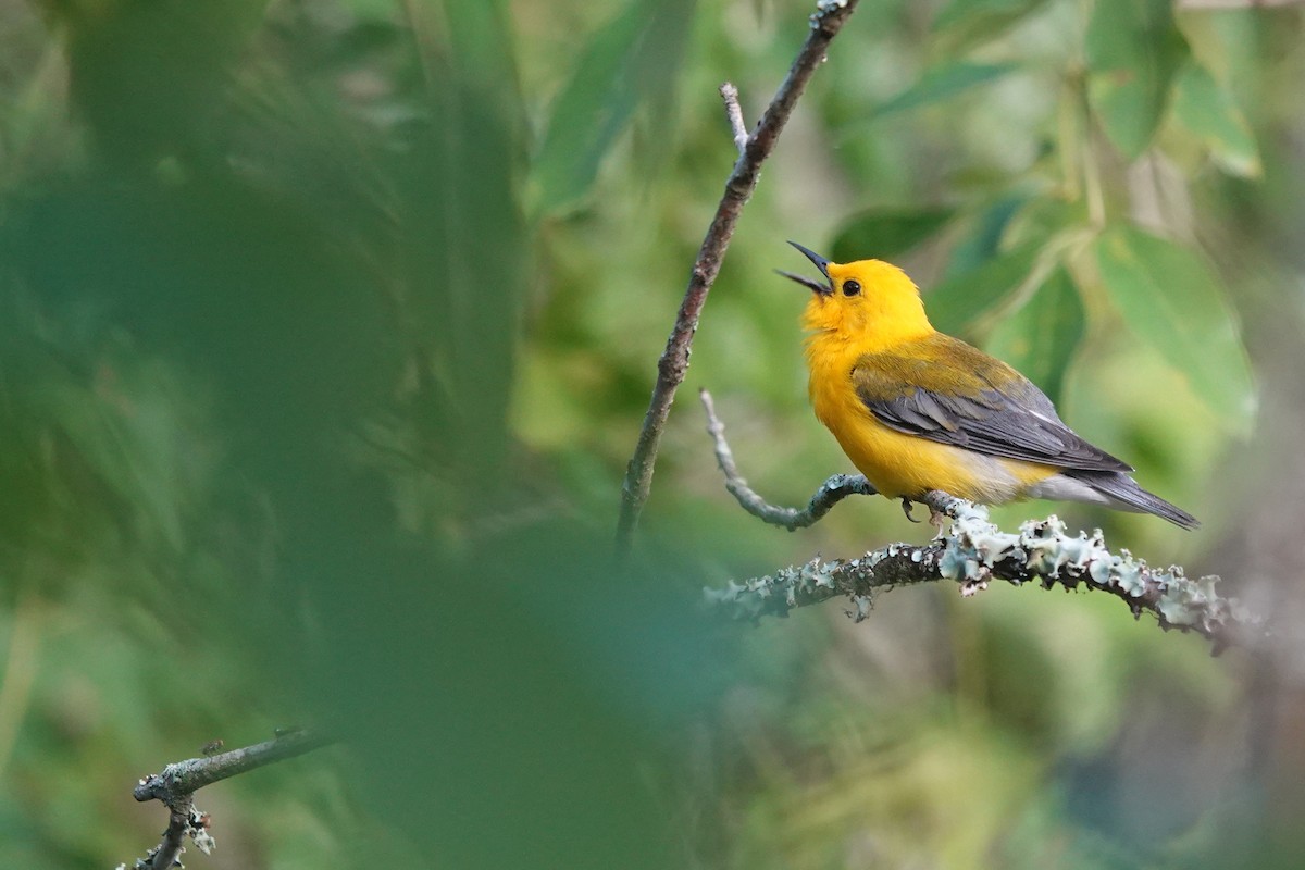 Prothonotary Warbler - ML621082782
