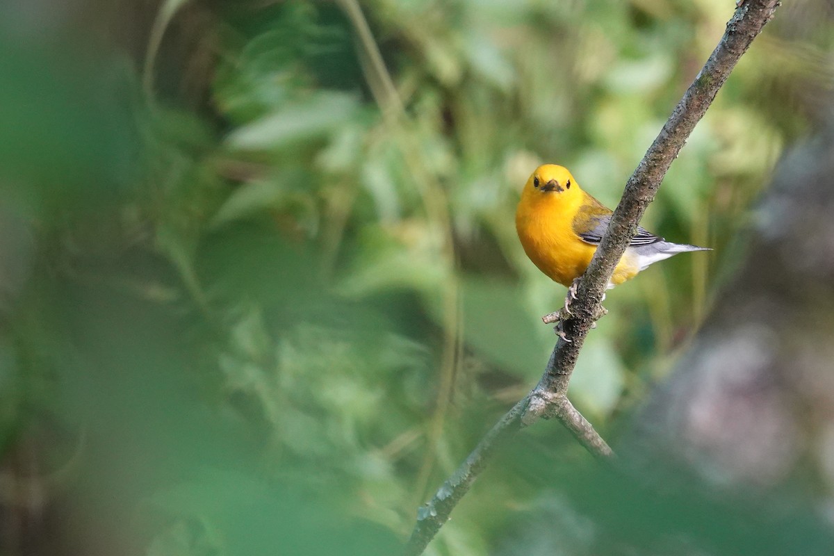 Prothonotary Warbler - ML621082783