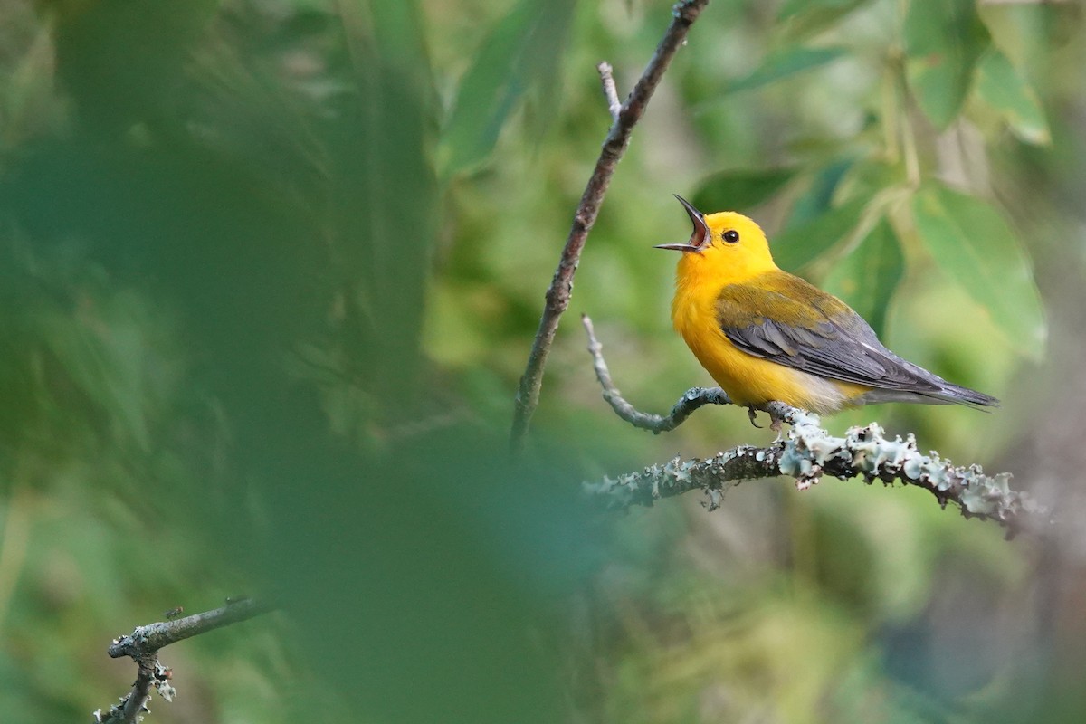 Prothonotary Warbler - ML621082784
