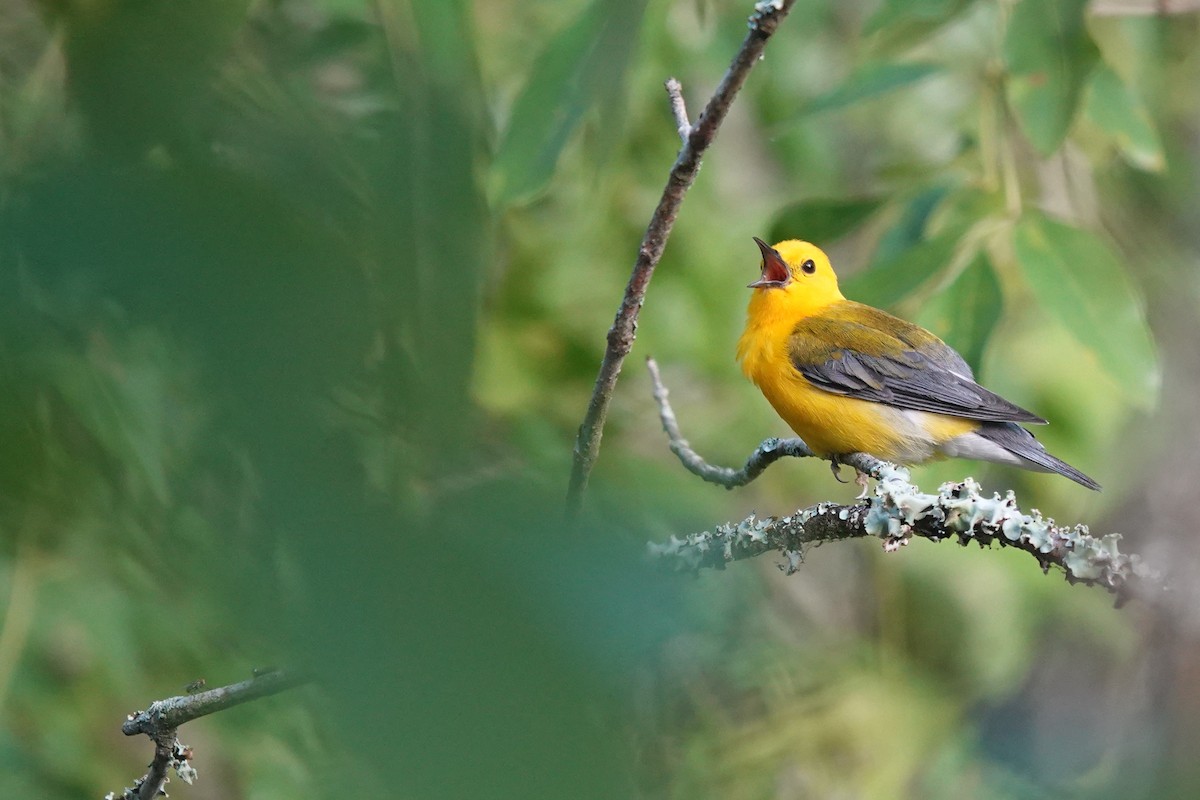 Prothonotary Warbler - ML621082785